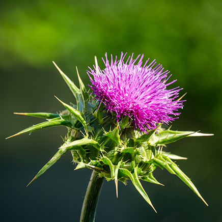 Natural active Milk Thistle